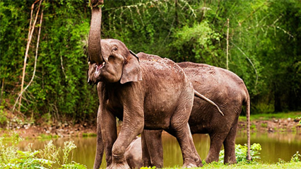 Wildlife